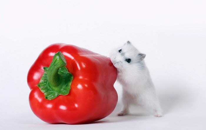 White hamster eating a red bell pepper