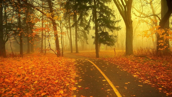 Autumn forest path with fallen leaves and fog