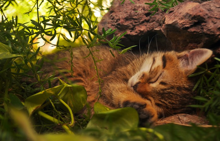 4K Cat Sleeping in Grass