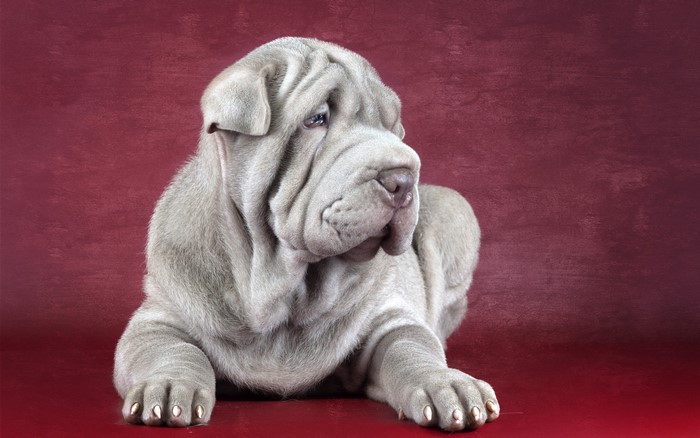 A grey Shar Pei puppy with wrinkled skin