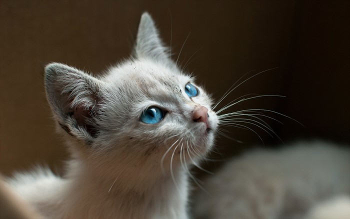Close-up of a kitten with bright blue eyes