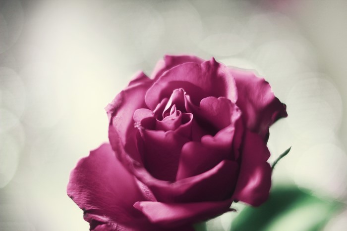 Closeup of a Violet Rose