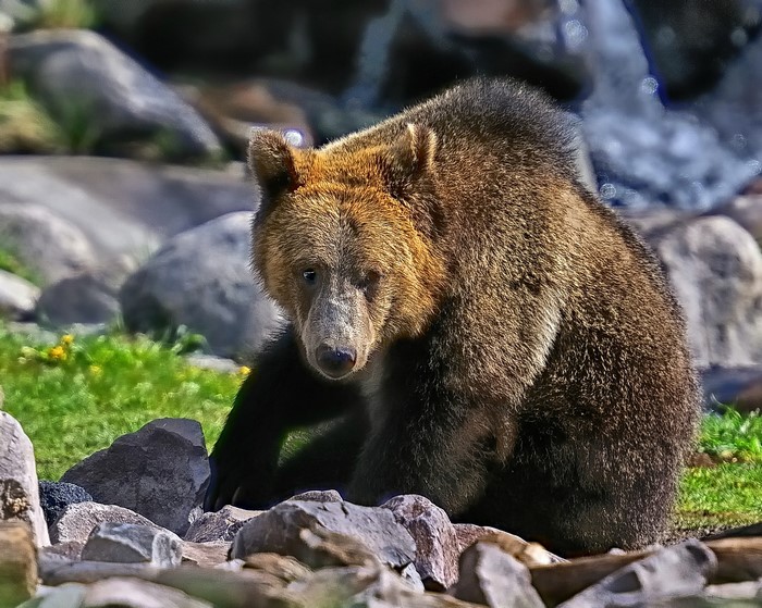 Brown Bear Sitting on Rocks
