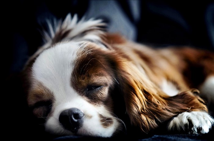 Sleeping Cavalier King Charles Spaniel puppy