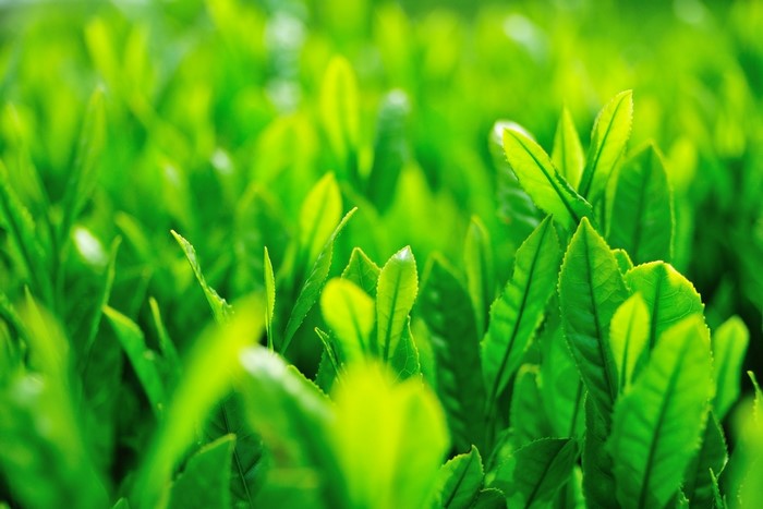 Green tea leaves closeup
