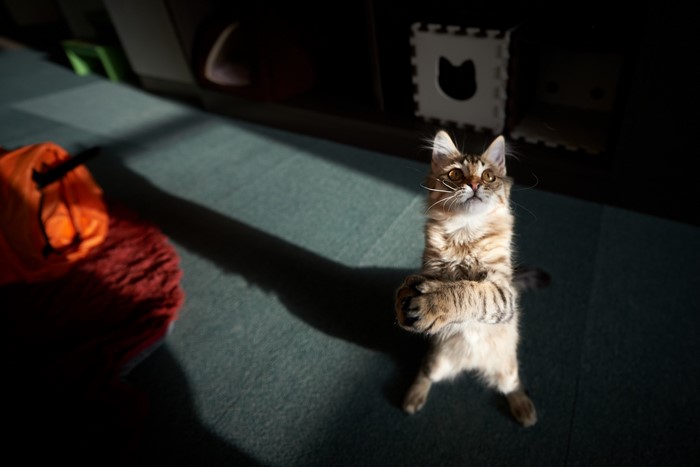 A tabby cat stands on its hind legs