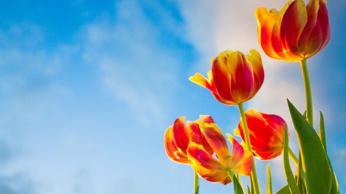 Red and yellow tulips against a blue sky