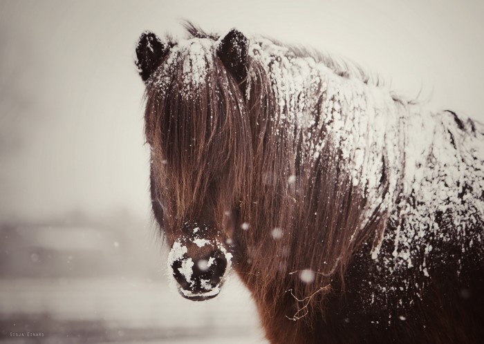 Brown horse covered in snow