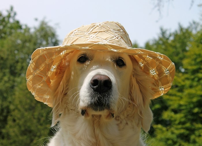 Golden Retriever dog wearing a straw hat