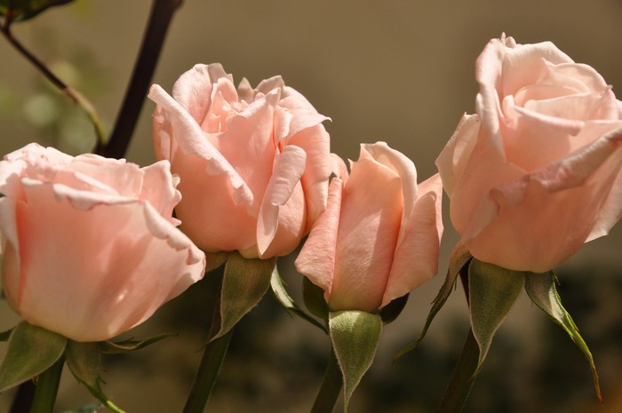 Four light pink roses on stems