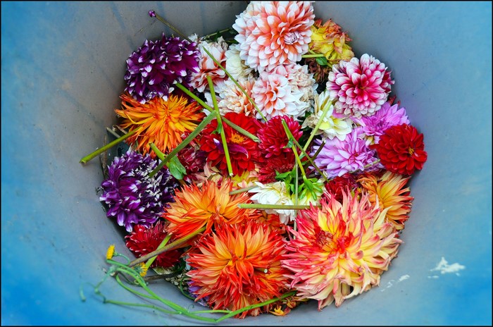 Dahlias in a bucket