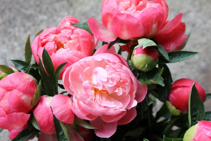 Pink Peonies and Buds