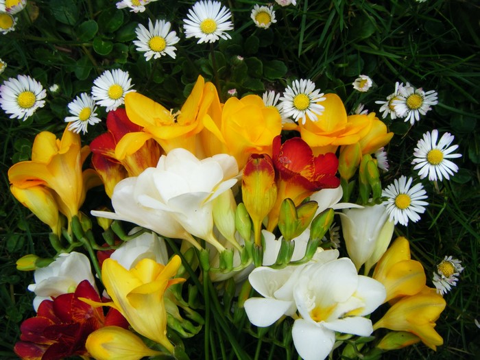 Freesia flowers and daisies on grass