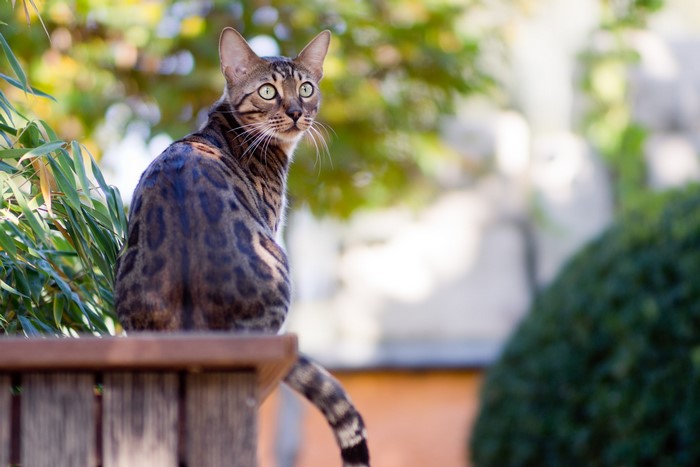 Bengal cat sitting on a wooden fence outdoors