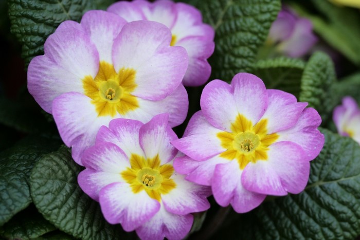 Pink and white primroses with yellow centers