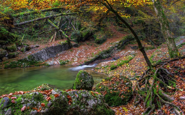 Autumn forest stream with mossy rocks and fallen leaves