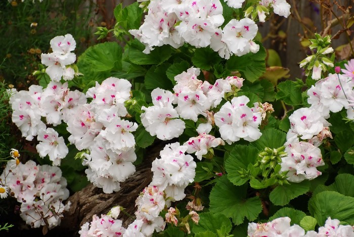 White and pink speckled geranium flowers