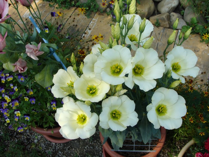 White Eustoma flowers in a pot