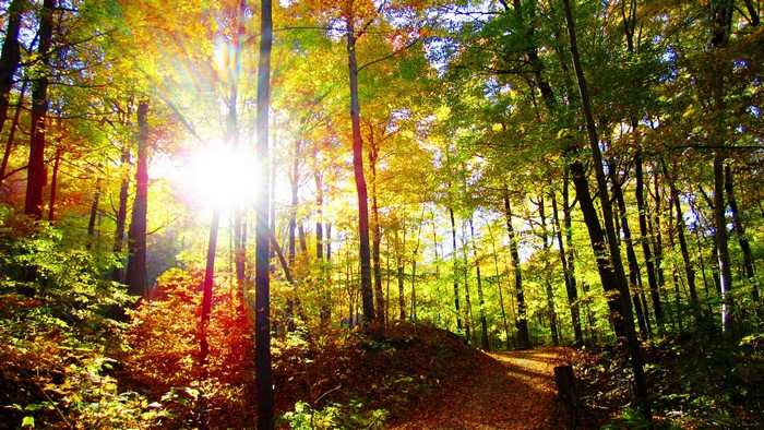 Sunlight shining through autumn trees on a forest trail