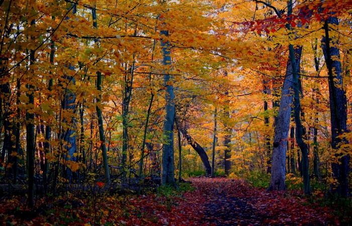 Autumn forest with a path covered in fallen leaves
