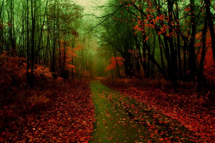 Autumn forest path covered in fallen leaves
