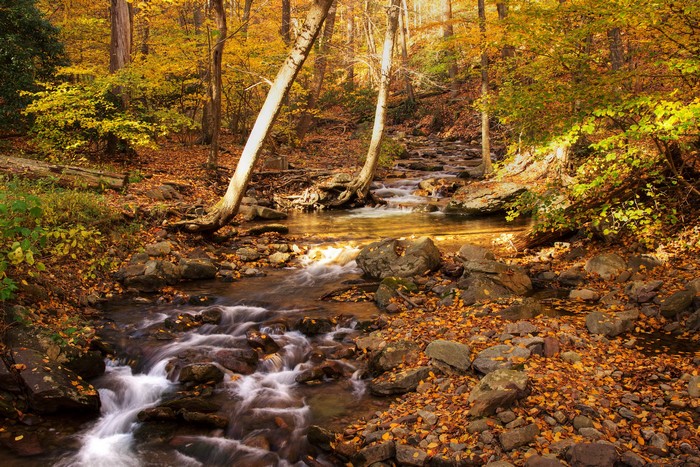 Autumn forest stream with fallen leaves