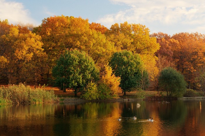Autumn lake with colorful trees and geese