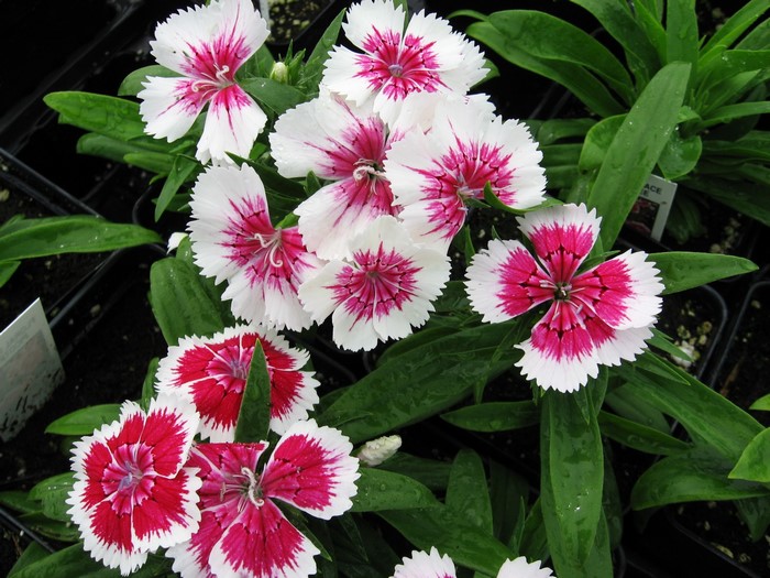 White and pink dianthus flowers