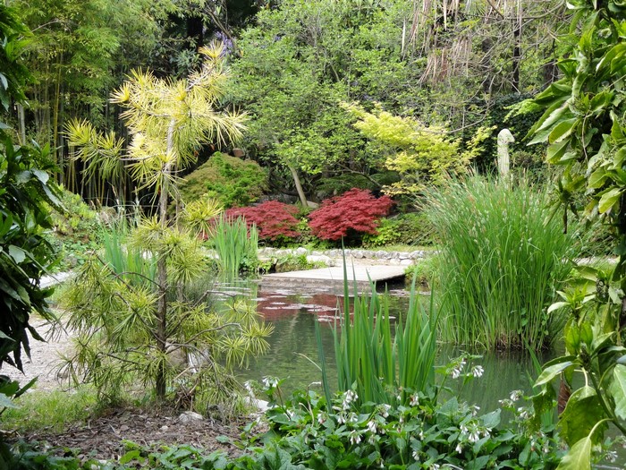 Japanese garden with pond and bamboo