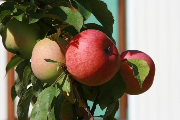 Apples on a tree branch