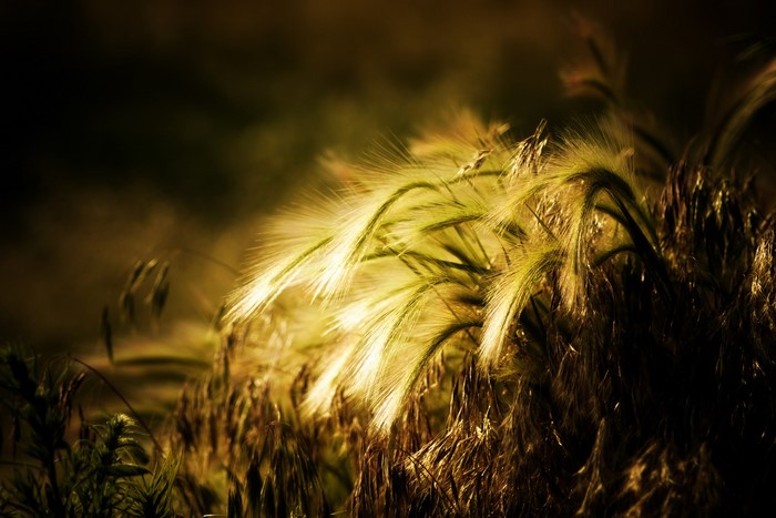 Close-up of wheat ears in golden light