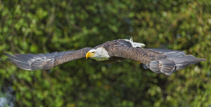 Bald Eagle in flight with wings spread