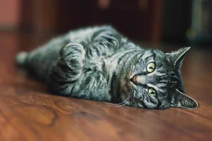 Tabby cat lying on its back on a wooden floor