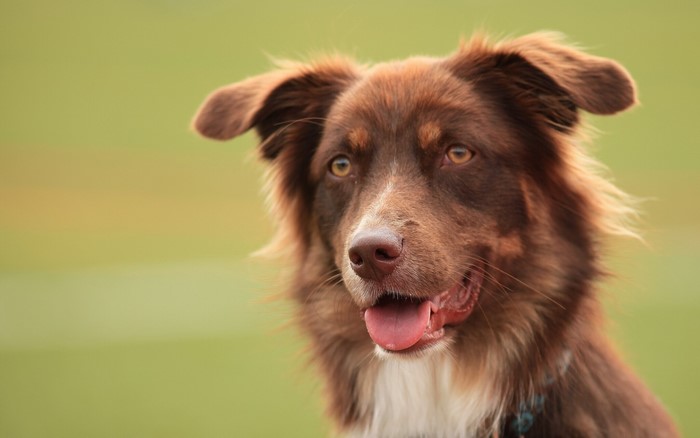 Brown Border Collie Dog Looking to the Side