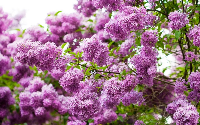 Purple Lilac Flowers on Branches