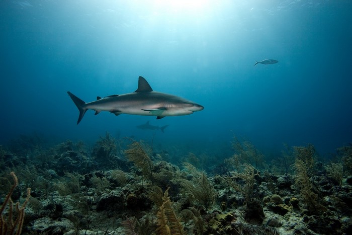 Sharks swimming in the ocean over coral reef