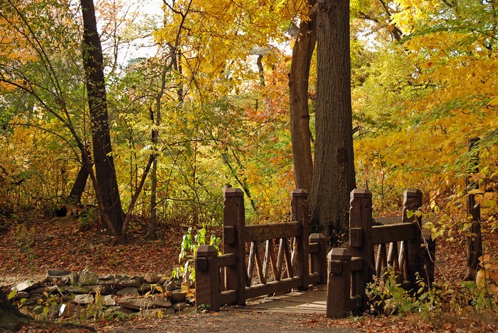 Wooden bridge in an autumn forest