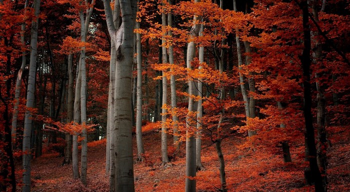 Autumn forest with vibrant orange and red leaves