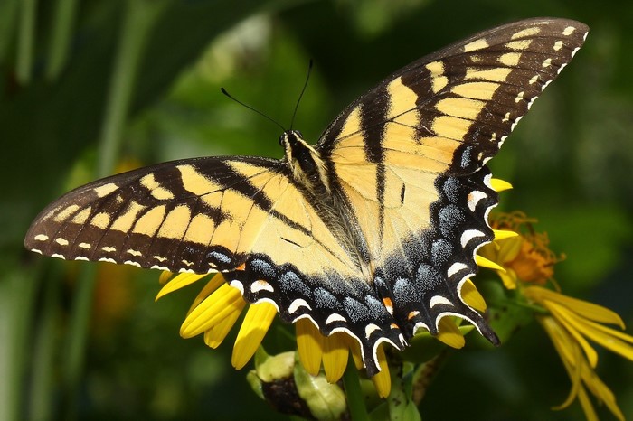 Tiger Swallowtail butterfly on a yellow flower
