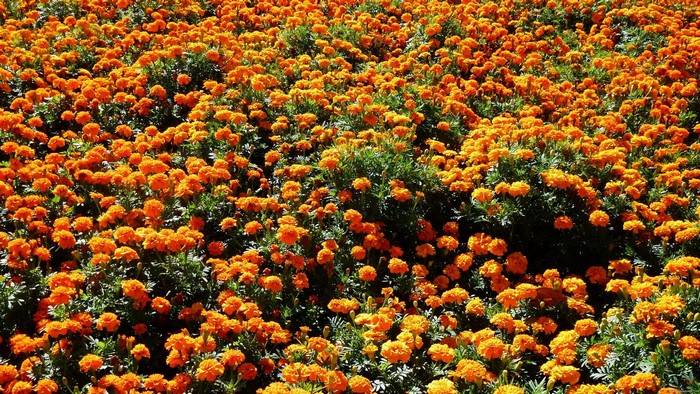 Field of orange Tagetes flowers