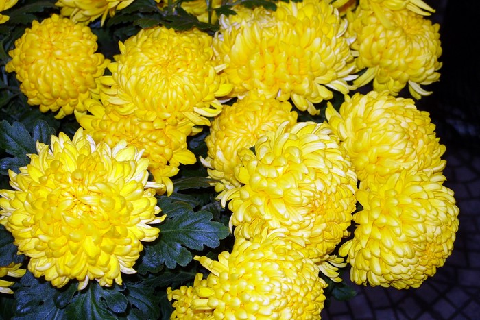 Many yellow chrysanthemums in bloom