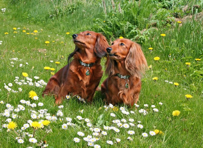 Two long-haired dachshunds sitting in a field of daisies and dandelions