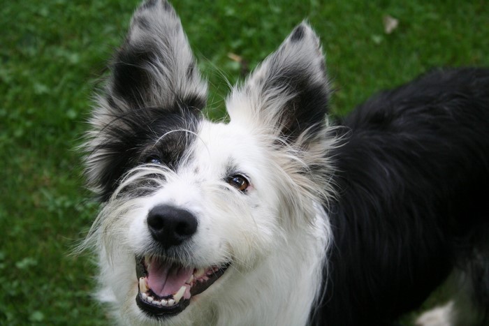 Border Collie dog with black and white fur