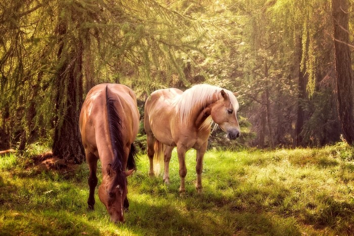 Two horses grazing in a sunlit forest clearing