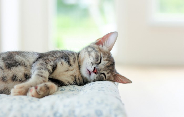 A tabby kitten sleeping on a patterned cushion