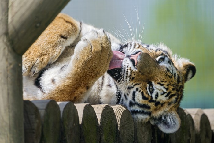 Tiger licking its paw on wooden platform