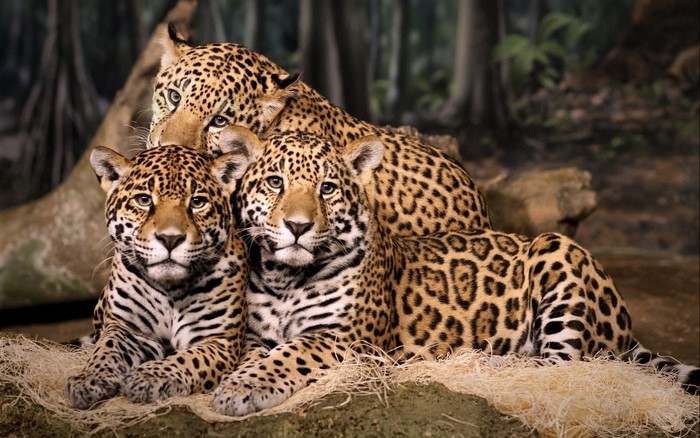 Three jaguars resting in a forest habitat