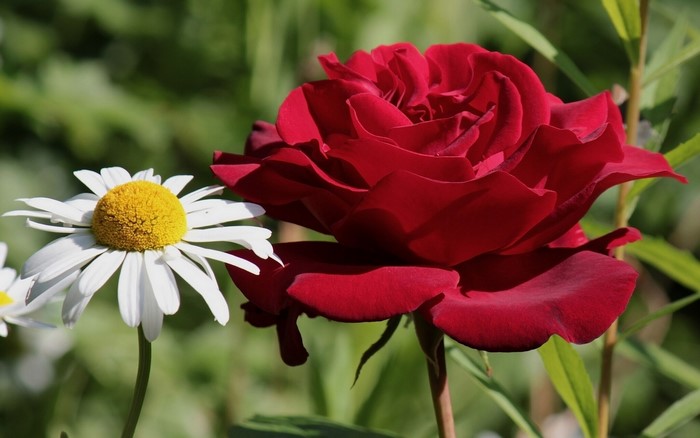 Red rose and white chamomile flowers in a garden