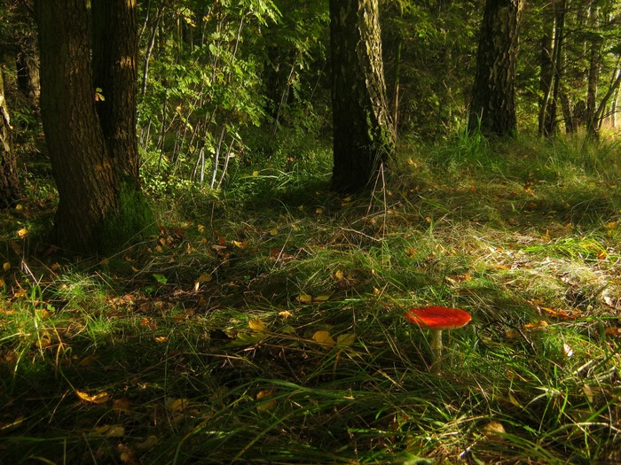 Red mushroom in a sunlit forest clearing