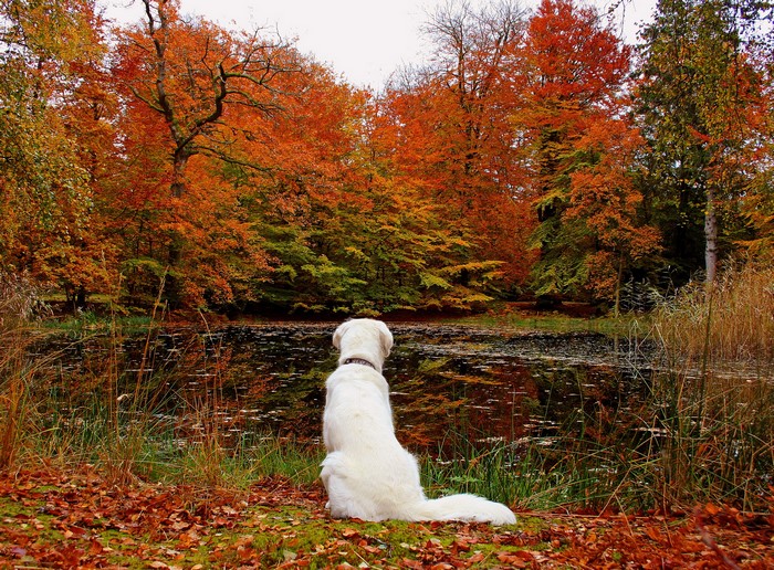 White dog sitting by a lake in autumn forest
